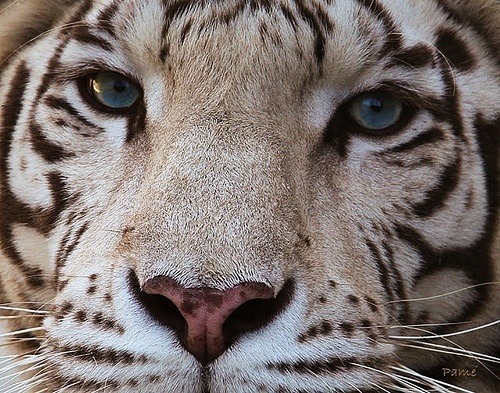 Kind Words Cost Nothing Tiger Hipster Background Google Search On We