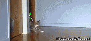merrickraven:  beppski:  Super Mario Kart Cats!  Oddly enough, this is exactly what