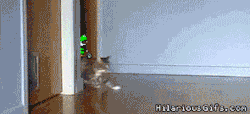 Merrickraven:  Beppski:  Super Mario Kart Cats!  Oddly Enough, This Is Exactly What
