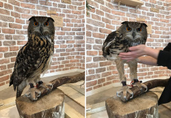 sixpenceee:  Yeah apparently owls have long
