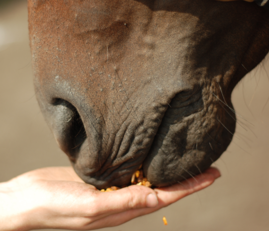 horse-is-a-horse-of-course:  acreaturecalledgreed:  horse-is-a-horse-of-course:  acreaturecalledgreed:  theres like a guarantee that if someone’s url ends in “course” or “discourse” theyre an asshole  : (  oh my god, oh my god im so sorry