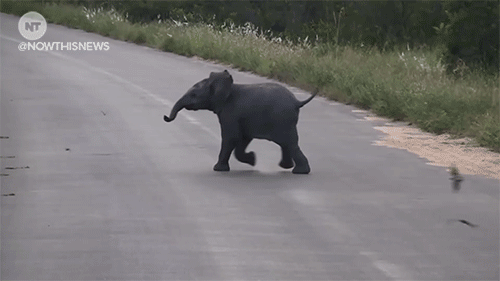 nowthisnews:The animal news this week made us sad, then we found this new-born elephant