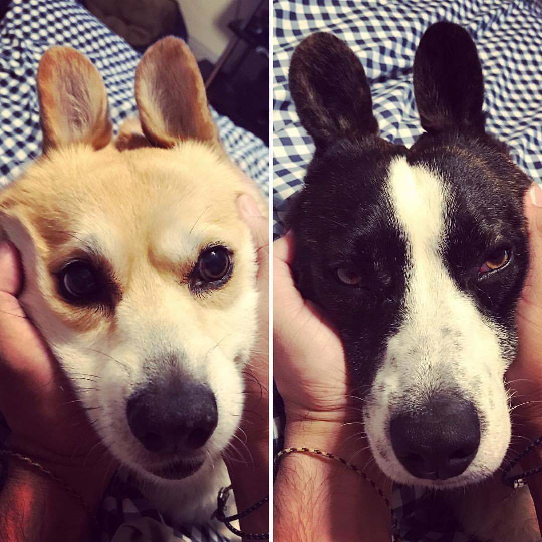 Faye and Punch in Arcadia, CA #JPP #jesspetspets Are you bunnies ? or are you corgis ?? #bunny #corgi # #bunnyears #cute #lol #cardigancorgi #pembrokecorgi #beautiful #cuties #furbaby #dog #puppies #dogstagram #puppygram #corgisofinsragram #petdaily...