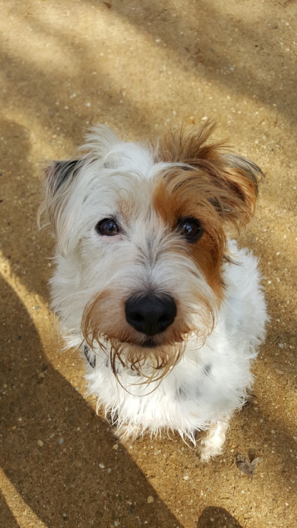 mango-pup:  sammythesheltie: We had an amazing walk today without Mia but with Fox and Spoony, Sammys best friend 🐶. His owner has poorly a cold -hopefully she will feel better soon- and asked me if I could take Spoony with us. And the little Jack