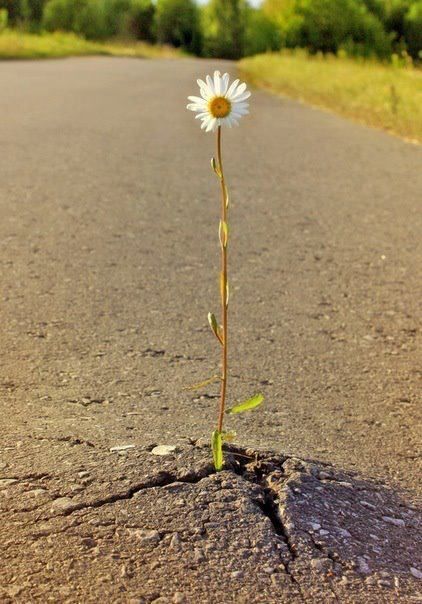 sundancer70:  Beautiful things always triumph 