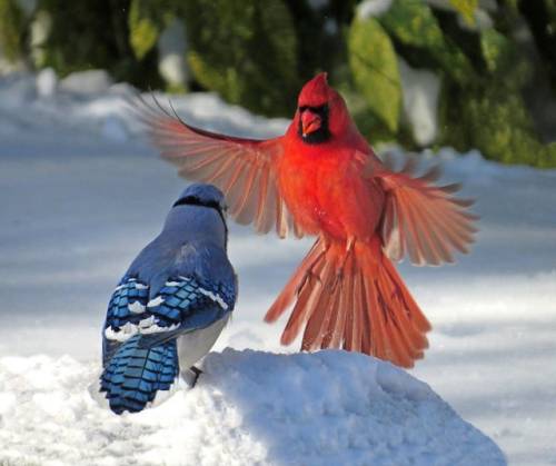 cryptid-sighting:babyanimalgifs:A Blue Jay and a Cardinal have a little confrontation. Both birds ca