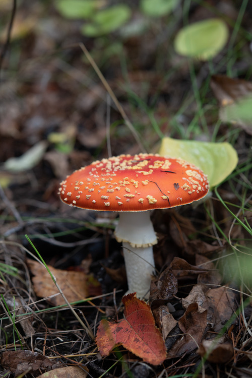 Amanita, Fall