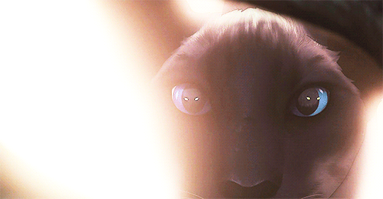 735a5e87da6d73705030178ffef3a983a52f3ad6.gifv