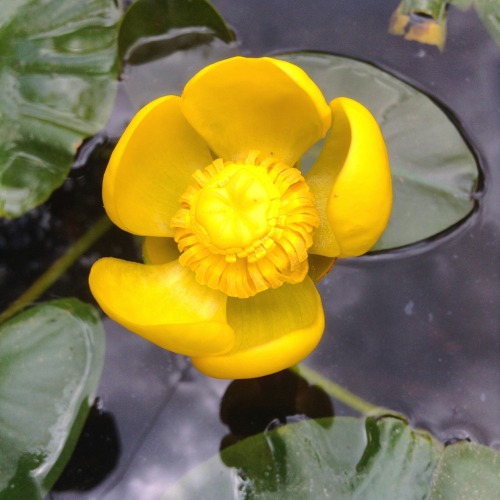 brittanyeburgard:Nuphar polysepala or Rocky Mtn pond-lily of the Nymphaeaceae family flowering in th