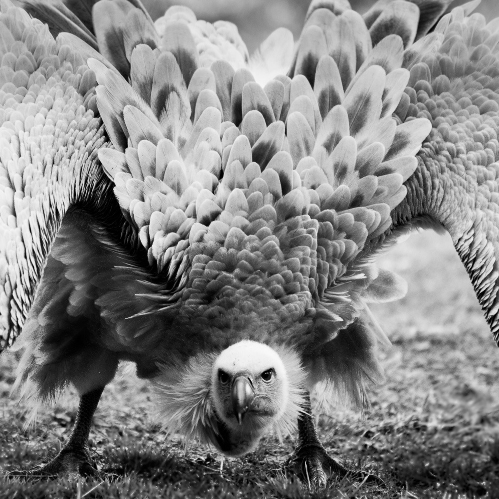 nickaldridge:  Mr Bones. Cape Vulture. Radical Raptors. © Nick Aldridge 2014  his