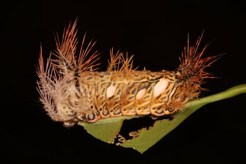 Stinging Nettle Slug Caterpillar (Cup Moth, Mahanta sp., Limacodidae)