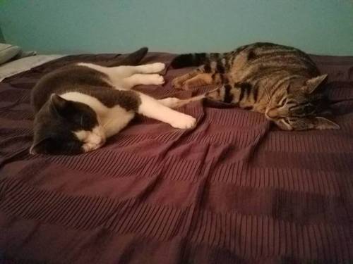girlfriendluvr: they were holding hands and then they fell asleep like that