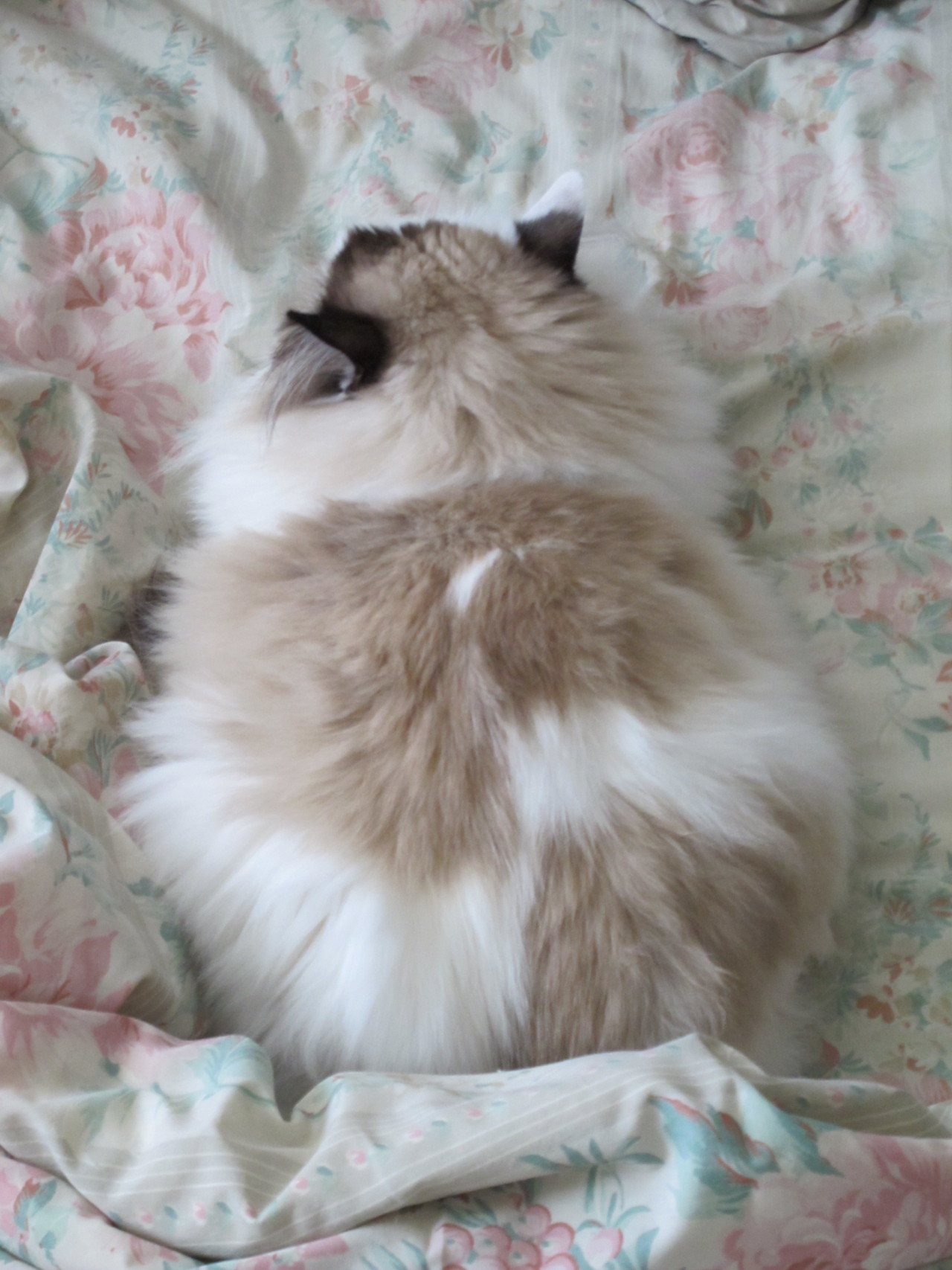 kokoropurrs:  *yawn* 