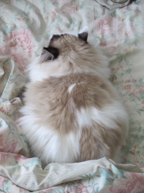 kokoropurrs:  *yawn* 