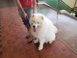 Met a big, friendly, and fluffy boy today. His name was Coco(drpsyche)that is the cutest hecking cloud i’ve ever seen 