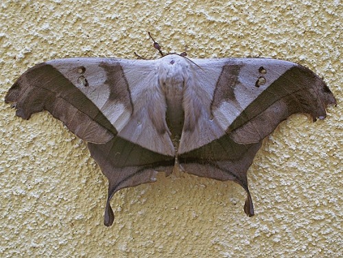 mothmyspace:dysdaemonia boreasdead-leaf mothlocation: mexico and central america