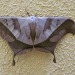 mothmyspace:dysdaemonia boreasdead-leaf mothlocation: mexico and central america