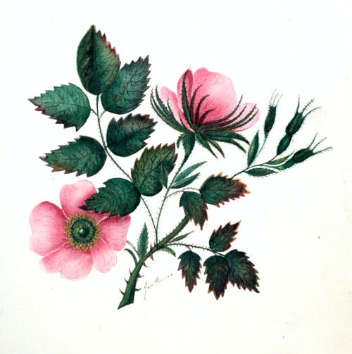 superb botanical illustration from an album of prose and pictures 1830a beautiful work still fresh a