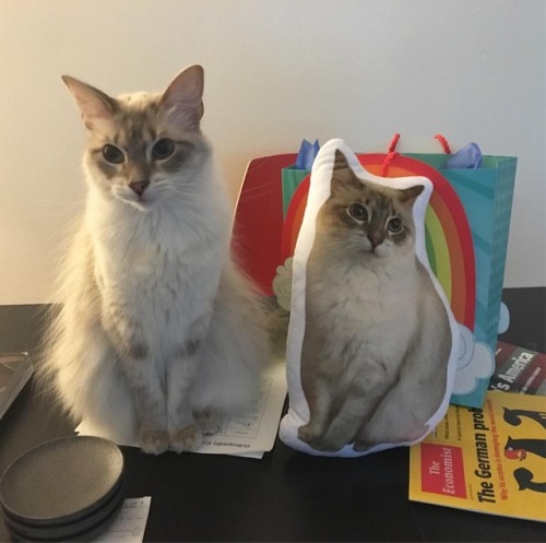 lucifurfluffypants:Seeing double. #siouxsie #cat #ragdoll #rescuecat #catstagram #catsofinstagram #c