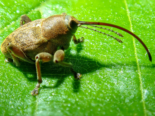 onenicebugperday:  Acorn weevil, Curculio glandium, CurculionidaePhotographed in Germany by peter839  