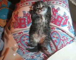 pascribbl:  only——gifs:   Check me blog!   