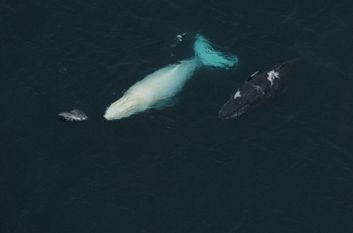 Migaloo with dolphin and companion by migaloowhitewhale on Flickr.