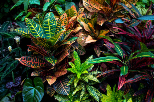 Wintergardens at Auckland Domain