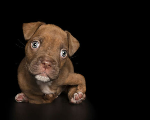 sixpenceee:Animal photographer Alex Cearns takes photos of dogs that are perfectly imperfect.