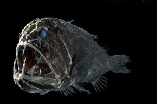 unexplained-events:  Mariana Trench - Deepest part of the world’s ocean Some of the life found in Mariana Trench 1)Fanfin SeadevilFrom the Angler-Fish family. It fuses with the female during mating and uses her blood-stream.2)Frilled SharkOften linked