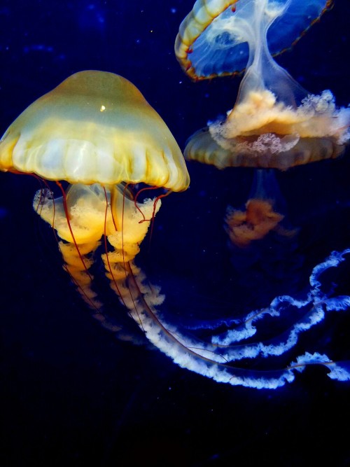 eriebird:Photos and photo edits done by me.Jelly fish are great