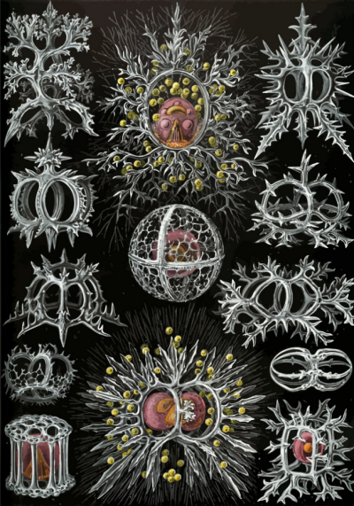 https://remy.tumblr.com/post/749500674824388608/x2s-kunstformen-der-natur-by-ernst-haeckel-1904