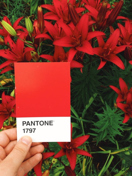 heykyle: Had a pretty great afternoon at the Chicago Botanic Gardens matching pantones to plants. Pl