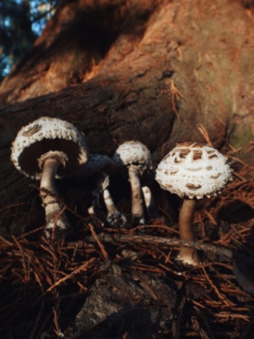 georgiafauna: Got some cute pictures of these massive mushies yesterday on my walk with Tomtom 