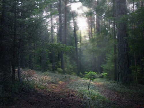 rudolfvlcek:Forest