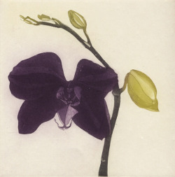 iamjapanese:  Cliona Doyle（Irish, b.1968） Purple Butterfly Orchid Green Butterfly Orchid      via    more 