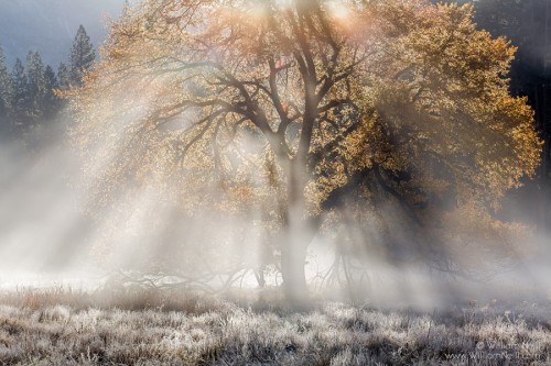 Autumn Elm and Sunbeams, Cook’s Meadow, Yosemite National Park, California 2014 by williamneillphoto
