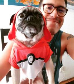 irobstar:I want to be the very best, the Pug Pokemon Trainer - Luna the Pug #LunaThePug #Pug #DogLove #PokemonMaster #PokemonTrainer #Geek #Nerd #Gaymer #PokeballOutfit