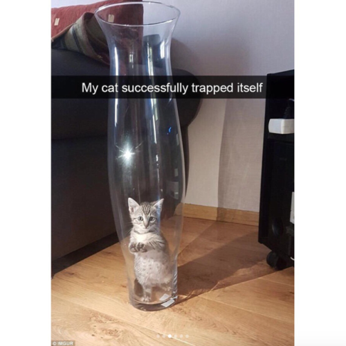 Sex justcatposts:  Cute cat snapchats pictures