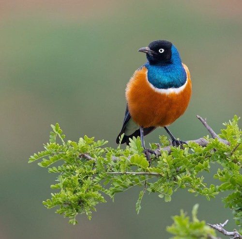 Superb Starling