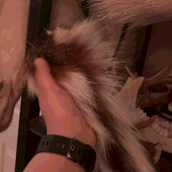 someone petting a deer tail with their thumb
