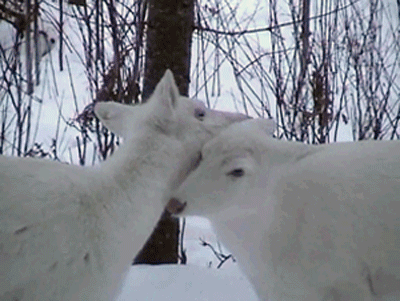 foreverknight:Some super rare white (piebald deer/leucistic) & albino buck. Found in northern Wi