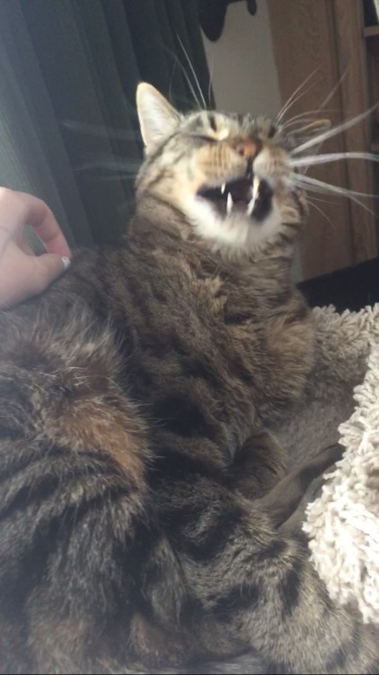 insignificant-stick: guys look I caught a bunch of pictures of my cat yawning
