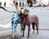 thedogist:Houston & Hester, Greyhounds porn pictures