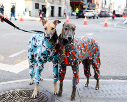 Porn photo thedogist:Houston & Hester, Greyhounds