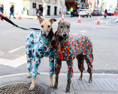 XXX thedogist:Houston & Hester, Greyhounds photo