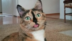 endlessroadhome:  Blep 