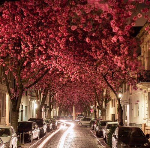 love:Cherry Blossom Tunnel in Bonn, Germany by Nils Meyersick