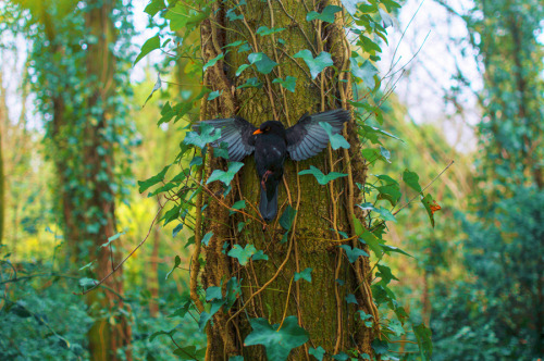 artofmaquenda:    “In order to see birds it is necessary to become a part of the silence.” ― Robert Lynd    