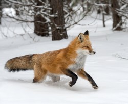 beautiful-wildlife:  Fox, on the run by Daniel