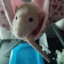 rattomania